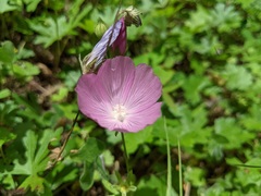 Sidalcea