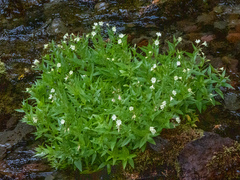 Epilobium luteum