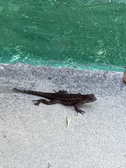Sceloporus occidentalis
