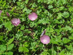 Sidalcea