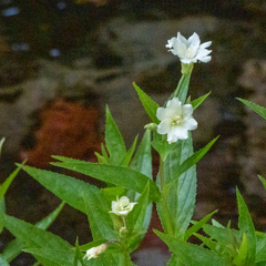 Epilobium luteum