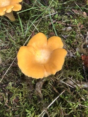 Cantharellus enelensis
