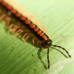 Helicorthomorpha holstii