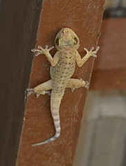 Gekko monarchus