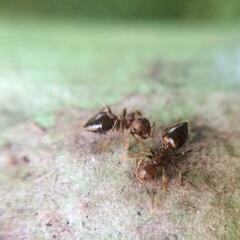 Crematogaster rogenhoferi