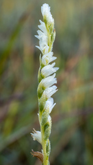 Spiranthes perexilis