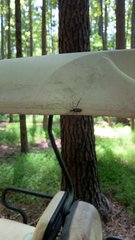 Acanthocephala terminalis