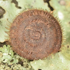 Stenotrema barbigerum