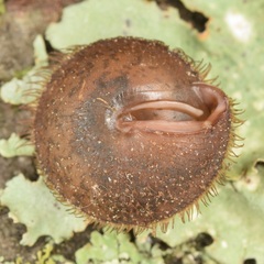 Stenotrema barbigerum