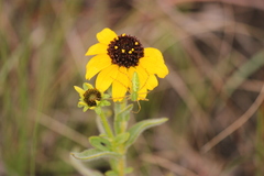 Rudbeckia missouriensis