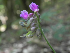 Lathyrus venetus