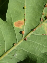 Neuroterus anthracinus