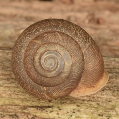 Triodopsis hopetonensis