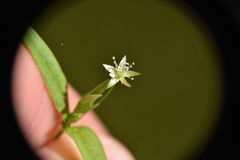 Stellaria borealis