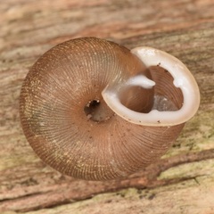 Triodopsis hopetonensis