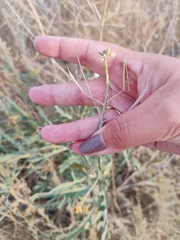 Diplotaxis tenuifolia