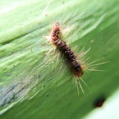 Lymantriinae