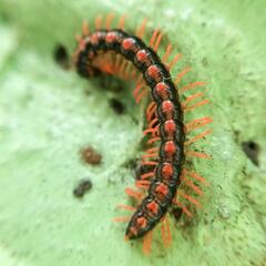 Helicorthomorpha holstii