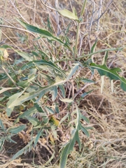 Diplotaxis tenuifolia