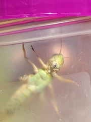 Melanoplinae