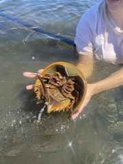 Limulus polyphemus