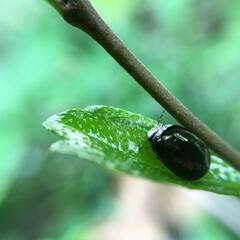 Brachyplatys subaeneus