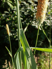 Phalaris arundinacea