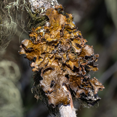 Tuckermanopsis chlorophylla