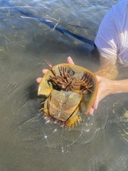Limulus polyphemus