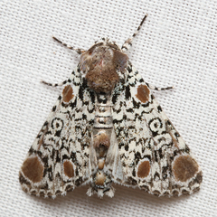 Harrisimemna trisignata