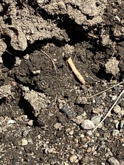 Reticulitermes flavipes