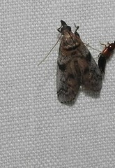 Laetilia dilatifasciella