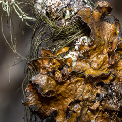 Tuckermanopsis chlorophylla
