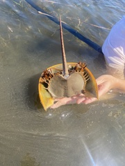 Limulus polyphemus