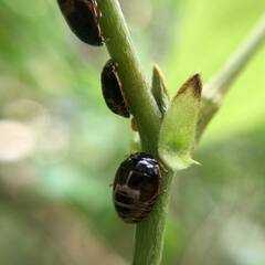 Brachyplatys subaeneus