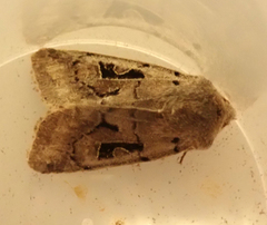 Orthosia gothica