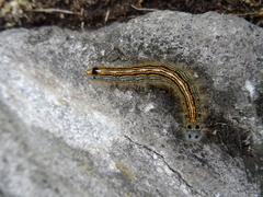 Malacosoma neustria