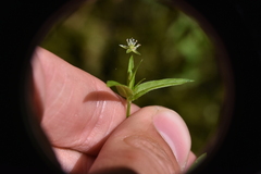 Stellaria borealis