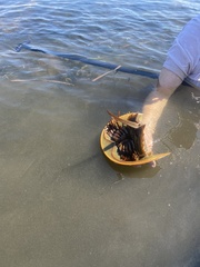 Limulus polyphemus