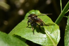 Laphria