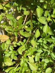 Ludwigia palustris