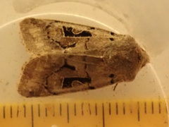 Orthosia gothica