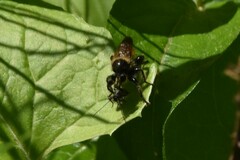 Laphria