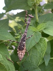 Stagmomantis carolina