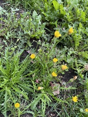 Scorzoneroides autumnalis
