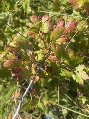 Ribes oxyacanthoides