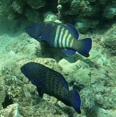 Cephalopholis argus
