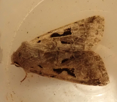 Orthosia gothica