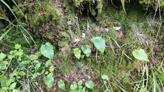 Maianthemum bifolium