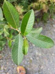Salix atrocinerea